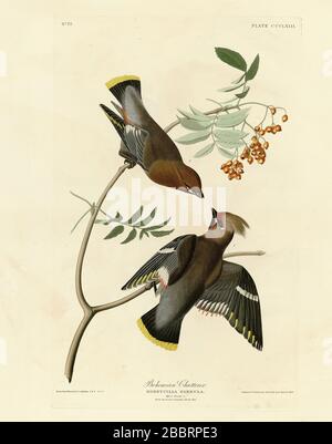 Plate 363 Bohemian Chatterer (Bohemian Waxwing) The Birds of America folio (1827–1839) by John James Audubon, Very high resolution and quality image Stock Photo