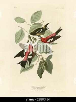 Plate 364 White-winged Crossbill (Two-barred crossbill) The Birds of America folio (1827–1839) by John James Audubon, High resolution & quality image Stock Photo