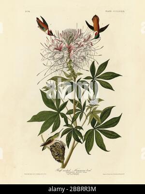 Plate 379 Ruff-necked Humming-bird (Rufous Hummingbird) The Birds of America folio (1827–1839) John James Audubon, Very high resolution, quality image Stock Photo