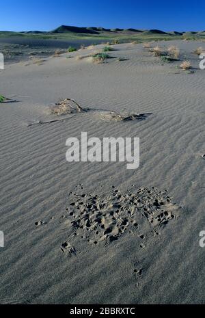 Dune tracks, Bruneau Dunes State Park, Snake River Birds of Prey National Conservation Area, Idaho Stock Photo