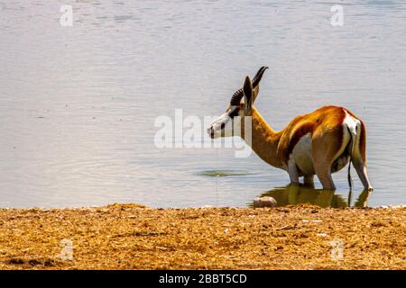 antelope at waterhole Stock Photo