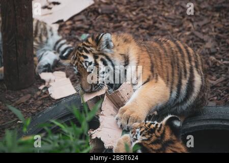 Two Amur tiger cubs playing with some cardboard at Colchester Zoo, Colchester, England. Stock Photo