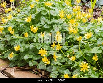 Yellow flowers of Ficaria verna, the lesser celandine, an ephemeral spring flowering UK wildflower and frequent garden weed Stock Photo