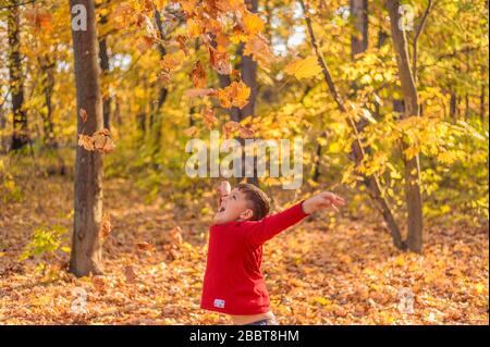 happy child throws up yellow autumn leaves in the forest Stock Photo