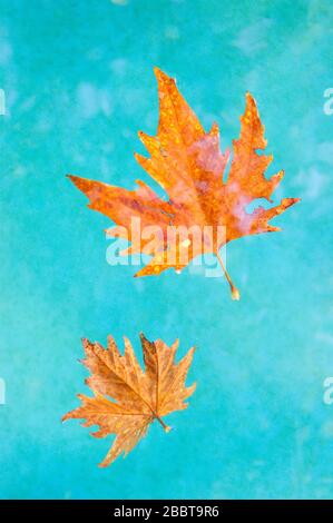 A beautiful orange leaf swims in clear turquoise water. Contrast. Autumn. Stock Photo