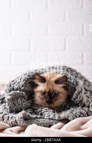 Little funny kitten on knitted plaid Stock Photo
