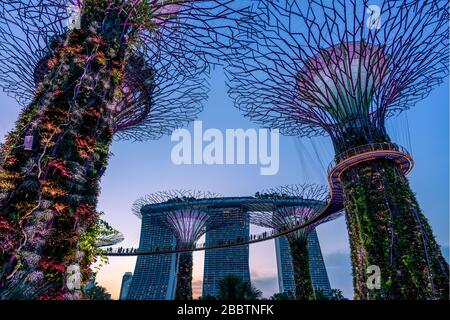 Garden by the bay Super tree in Singapore city Stock Photo