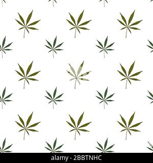 Cannabis plant seamless pattern on white background, texture, Marijuana background Stock Photo