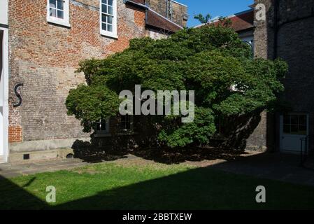 Small Georgian Courtyard with Momiji Acer Palmatum Tree Green Leaves inside Fulham Palace, Bishop's Avenue, Fulham, London, SW6 6EA Stock Photo