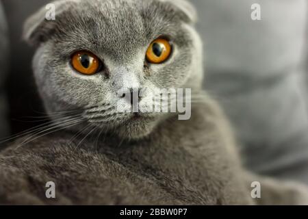 gray scottish fold cat on sofa with pillows close up Stock Photo