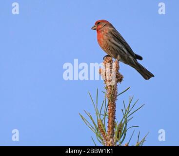 A House Finch sits on the very top of a pine tree in the late afternoon light. Stock Photo