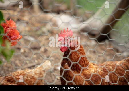 Hen chicken seen behind wire mesh in a coop near Margaret River, western Australia. Stock Photo