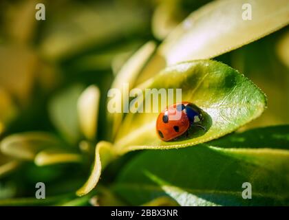 Bright red Ladybird (Coccinella magnifica) crawling across a vivid green leaf. Stock Photo