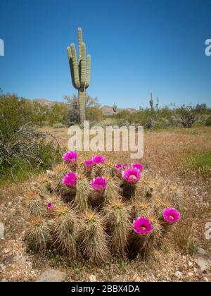 Pink cactus flowers in the foreground with a tall, green saguaro in the background under sunny skies. Stock Photo