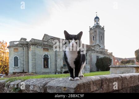 A black and white cat standing on a wall outside the Church of St Peter and St Paul in the Georgian market town of Blandford Forum, Dorset, England Stock Photo