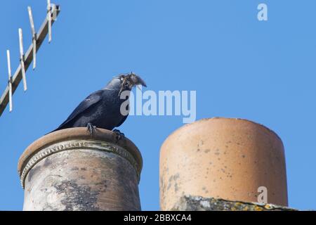 Jackdaw (Corvus monedula) standing on a chimney pot with material for its nest inside, Wiltshire, UK, March.Taken during Coronavirus Lockdown. Stock Photo