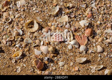 Broken seashells on the beach west of Alporchinhas, Algarve, Portugal Stock Photo