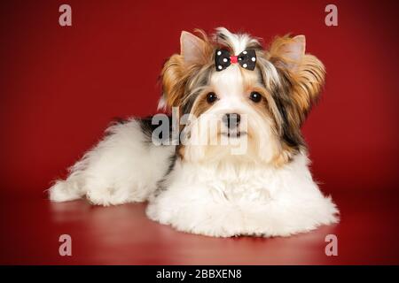 Studio photography of a Biewer Yorkshire Terrier on colored backgrounds Stock Photo