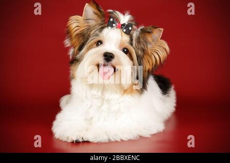 Studio photography of a Biewer Yorkshire Terrier on colored backgrounds Stock Photo