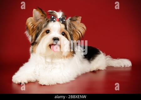 Studio photography of a Biewer Yorkshire Terrier on colored backgrounds Stock Photo