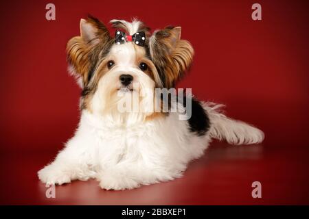 Studio photography of a Biewer Yorkshire Terrier on colored backgrounds Stock Photo