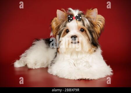 Studio photography of a Biewer Yorkshire Terrier on colored backgrounds Stock Photo