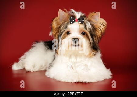 Studio photography of a Biewer Yorkshire Terrier on colored backgrounds Stock Photo