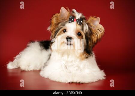 Studio photography of a Biewer Yorkshire Terrier on colored backgrounds Stock Photo