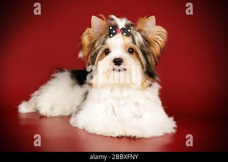 Studio photography of a Biewer Yorkshire Terrier on colored backgrounds Stock Photo