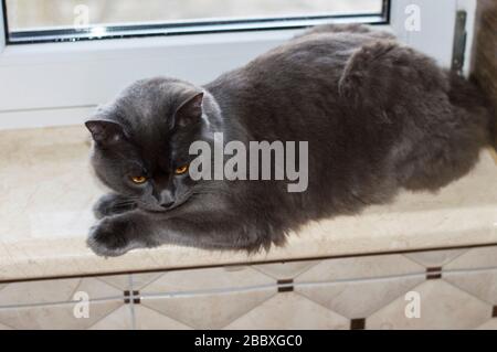 a large grey cat is lying on the windowsill, theme domestic cats Stock Photo