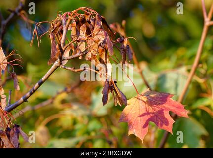 Norway Maple - Acer platanoides  Autumn leaves & seeds Stock Photo