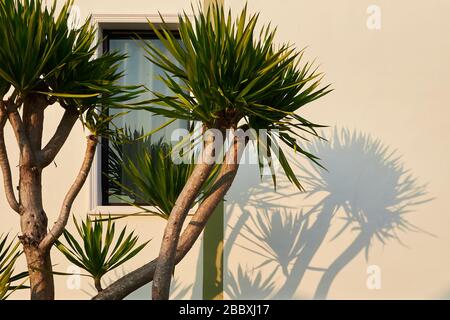 Small palm tree casts a shadow on the wall of the house and the window. Stock Photo