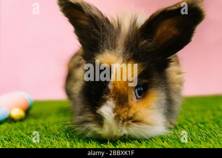 Cute brown rabbit next to painted pastel eggs on bright green grass. Big ears of a rabbit. Easter card. Stock Photo