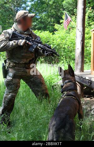 A BORTAC agent along with his K9 search a hunting cabin outside of Dannemora NY on June 14 Stock Photo