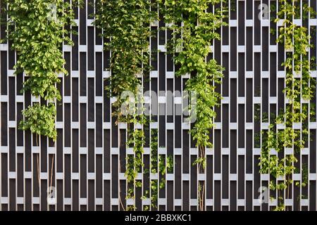 Metal wall in the form of a rectangular grid covering with growing plants as a background or backdrop. Stock Photo