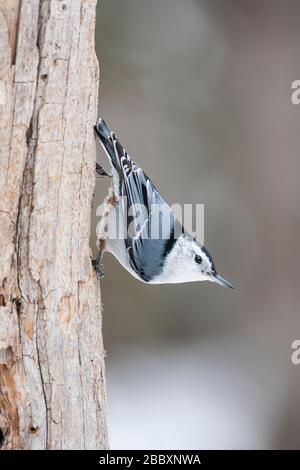 White-breasted nuthatch (Sitta carolinensis).Eastern USA, by Dominique Braud/Dembinsky Photo Assoc Stock Photo
