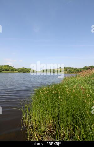 Reeds and rushes along the banks of the River Quoile, a freshwater river in the rolling countryside of County Down, Northern Ireland on a summer day.. Stock Photo