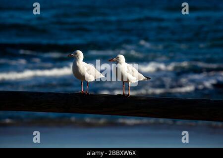 Seagulls standing on a fence at a beach during sunset in Queensland, Australia. Stock Photo