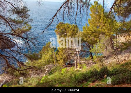 coniferous trees growing on the coastal cliff