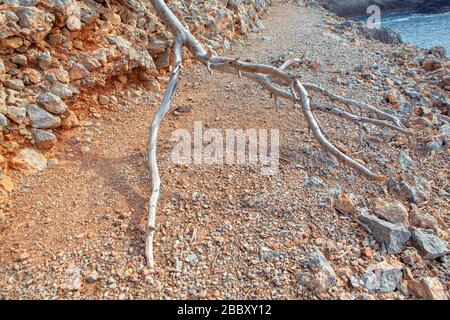 roots and tree roots and stones at mountainous area stones Stock Photo