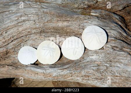 Sand dollars, Bayocean Peninsula, Tillamook County, Oregon Stock Photo