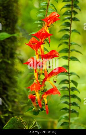 Flying Goldfish Plant (Columnea microcalyx) at the Santa Elena Cloud Forest Reserve in Monteverde, Costa Rica. Stock Photo