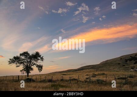 Lone tree at sunrise, North Platte River valley, western Nebraska, USA Stock Photo