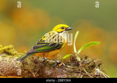 Silver-throated tanager (Tangara icterocephala) sitting on a branch, Costa Rica Stock Photo