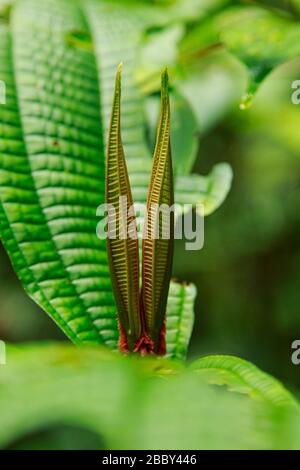 Leaf sprout at the Santa Elena Cloud Forest Reserve, Monteverde, Costa Rica. Stock Photo