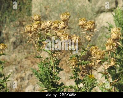 Dry thistle plant against rocky rural background Stock Photo