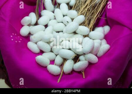 Silkworm Mulberry bombyx mori in the process of producing silk during cocooning. cocoons of silkworm for silk making . Hot Pink cocoon in the basket . Stock Photo
