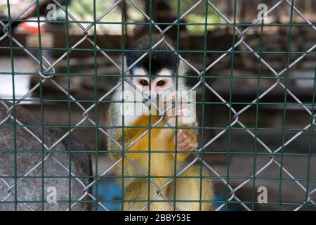 Central American squirrel monkey (Saimiri oerstedii) in a cage in western Panama Stock Photo