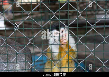 Central American squirrel monkey (Saimir oerstedii) in a cage in western Panama Stock Photo
