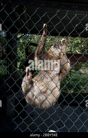 Hoffmann's Two-toed Sloth (Choloepus hoffmanni) in a cage in western Panama Stock Photo